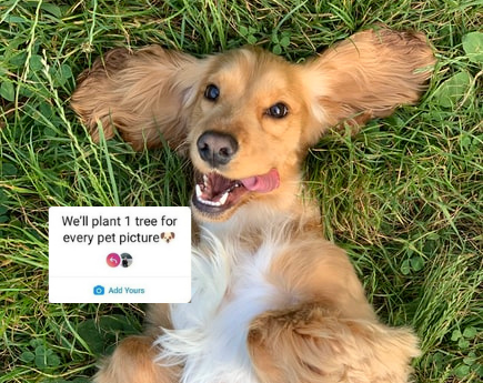 This Is Where That 'Plant Trees For Pet Picture' Viral Sticker Came