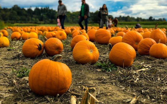 The Best Pumpkin Patches In Ireland To Visit This October - Vimarsana News