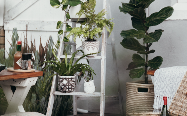 Nurtured By Nature: All The Benefits Of Plant Therapy - Vimarsana News