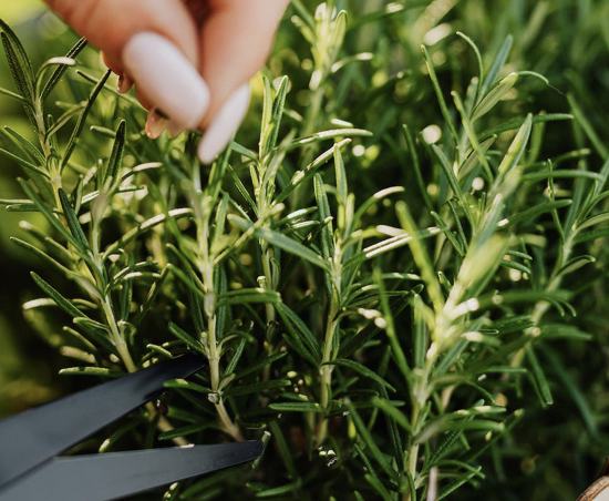 Here's Five Incredible Benefits Of Rosemary - Vimarsana News